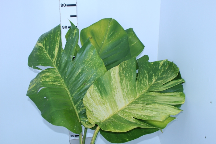 FOLHAGEM JIBOIA 070 CM