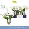Phalaenopsis wit meer takken