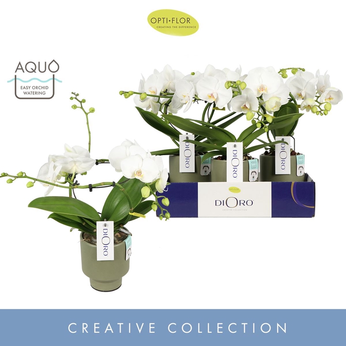 Phalaenopsis wit meer takken