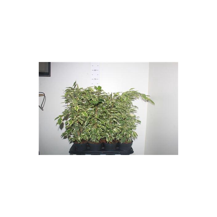 <h4>Fic Be Samantha</h4>