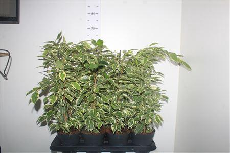 <h4>Fic Be Samantha</h4>