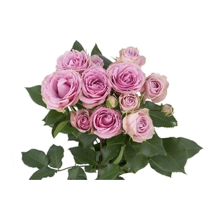ROSA SPRAY STAR BLUSH 030 CM