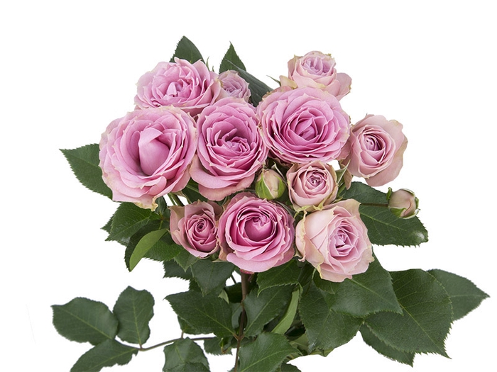 <h4>ROSA SPRAY STAR BLUSH 030 CM</h4>