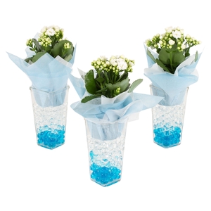 Opm Maritime Arr. Indoor Glass Square