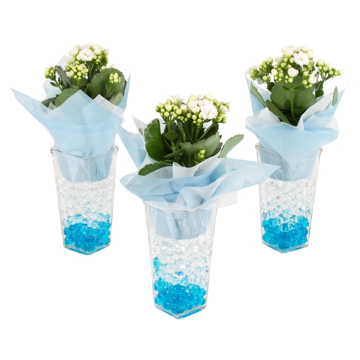 <h4>Opm Maritime Arr. Indoor Glass Square</h4>