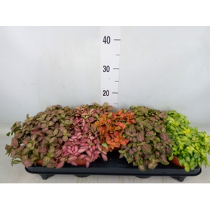 Fittonia   ...mix