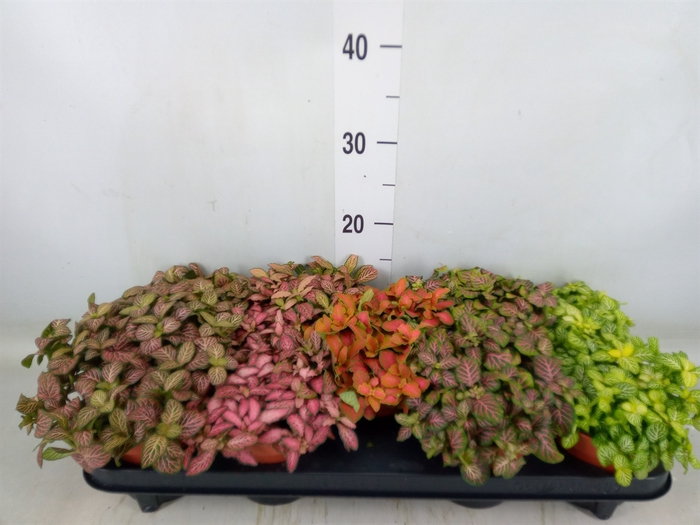 <h4>Fittonia   ...mix</h4>