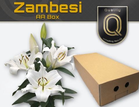 <h4>Lelies Li Ot Zambesi</h4>