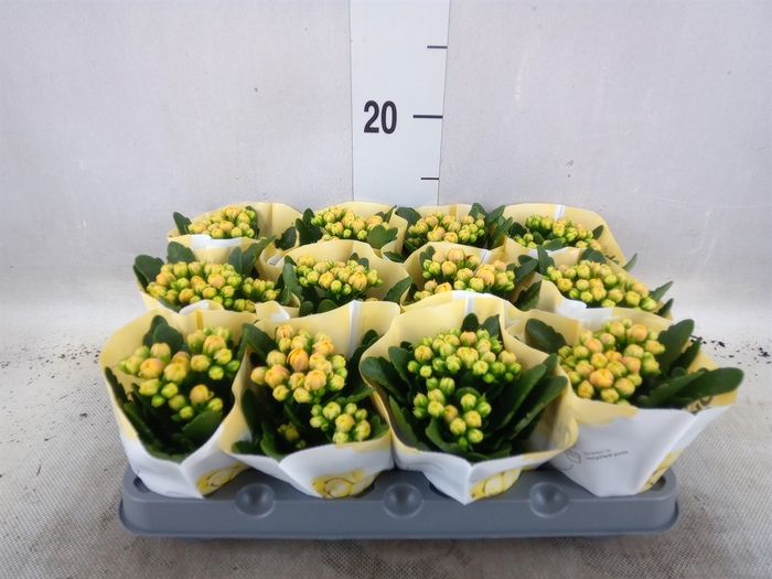 <h4>Kalanchoe  'MoreFlow Lausanne'</h4>