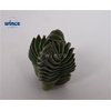 Crassula Buddha Temple Cutfl (diameter 3cm) Wincx-5cm