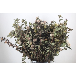 Physocarpus Diabolo P Bunch