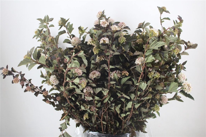 <h4>Physocarpus Diabolo P Bunch</h4>