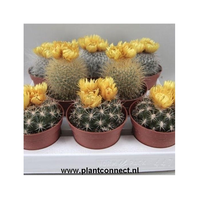 <h4>CACTUS VERSIERD</h4>