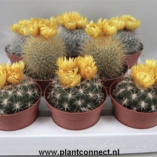 <h4>CACTUS VERSIERD</h4>