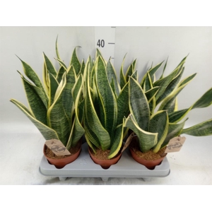 Sansevieria trifa. 'Futura Superba'