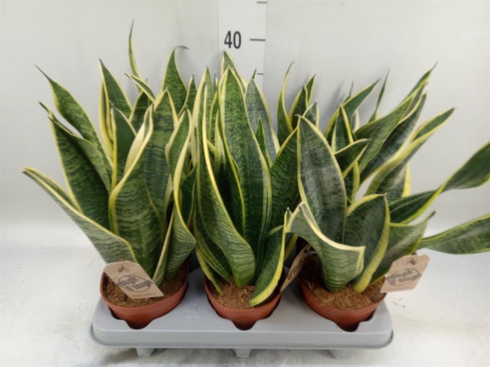 <h4>Sansevieria trifa. 'Futura Superba'</h4>