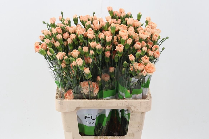 <h4>Di Tr Thar  x20</h4>