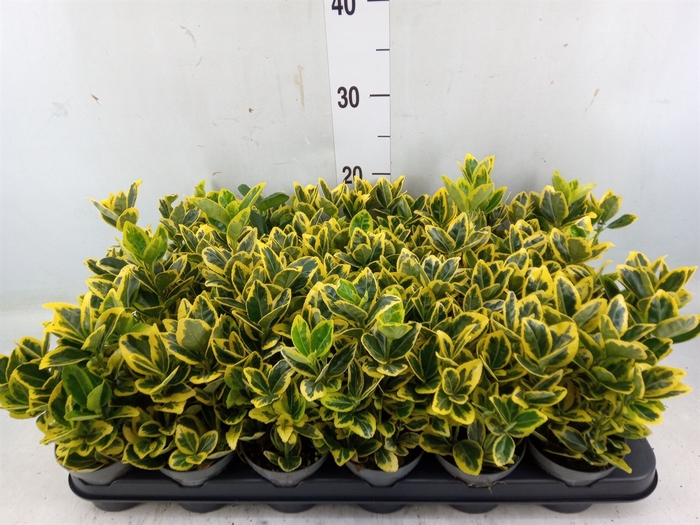 <h4>Euonymus japon. 'Aureus'</h4>