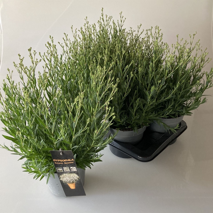 <h4>Gypsophila panic. 'Summer Sparkles'</h4>