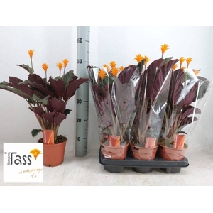 CALAT CROCATA