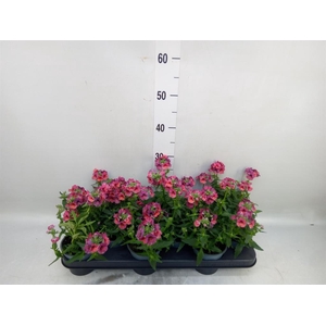Nemesia  'Angelart Raspberry´'