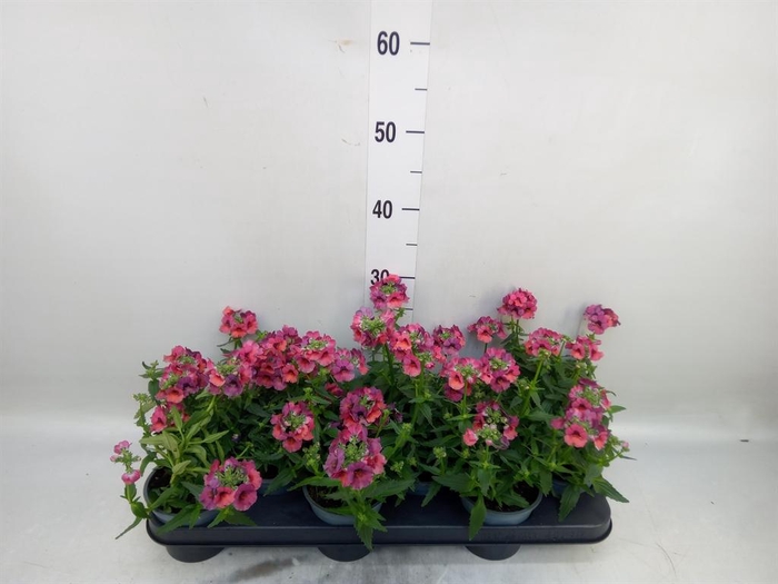 <h4>Nemesia  'Angelart Raspberry´'</h4>