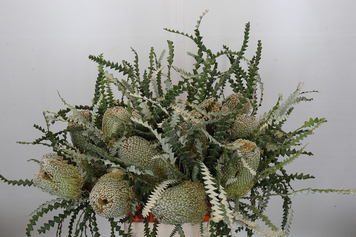 <h4>Banksia Speciosa</h4>