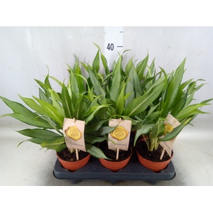 Aglaonema  'White Lance'