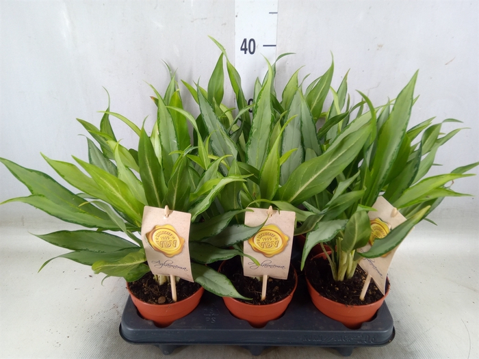 <h4>Aglaonema  'White Lance'</h4>