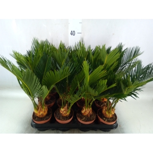 Cycas revoluta
