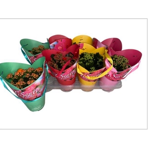 KALAN CALAN MIX TISENTO GIFT P12