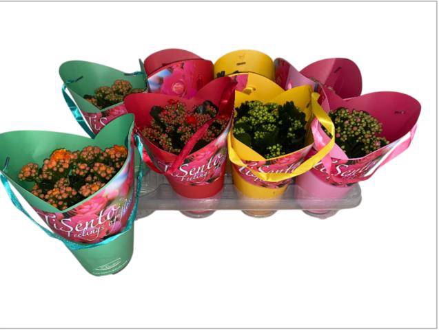 <h4>KALAN CALAN MIX TISENTO GIFT P12</h4>