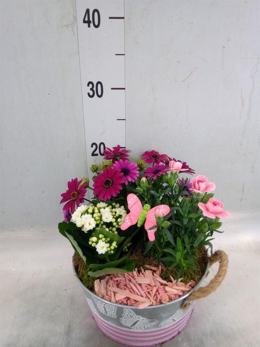 <h4>Arr.   Tuinplanten L%</h4>