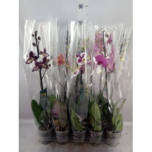 Phalaenopsis   ...mix  5