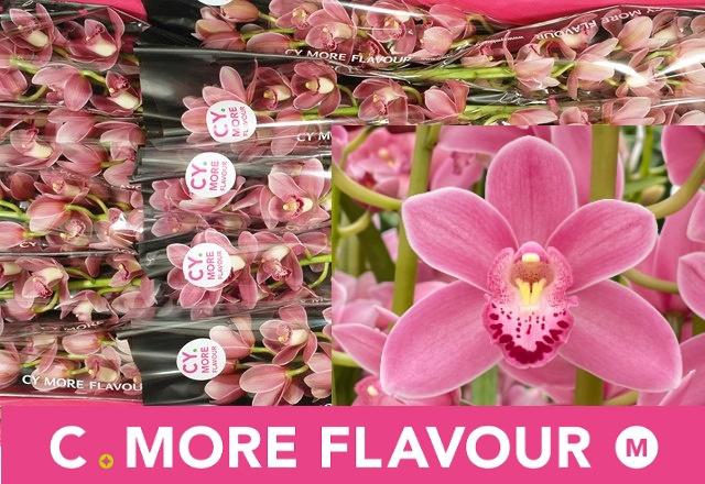 <h4>CYMB MI SOLO</h4>