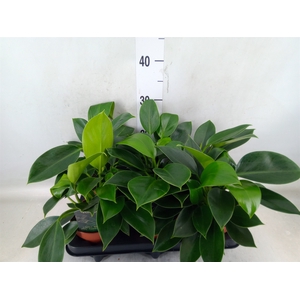 Philodendron  'Green Princess'