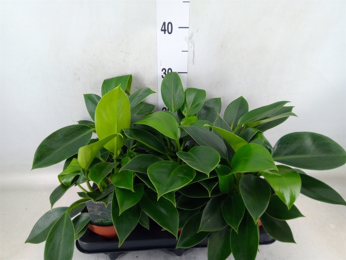 <h4>Philodendron  'Green Princess'</h4>