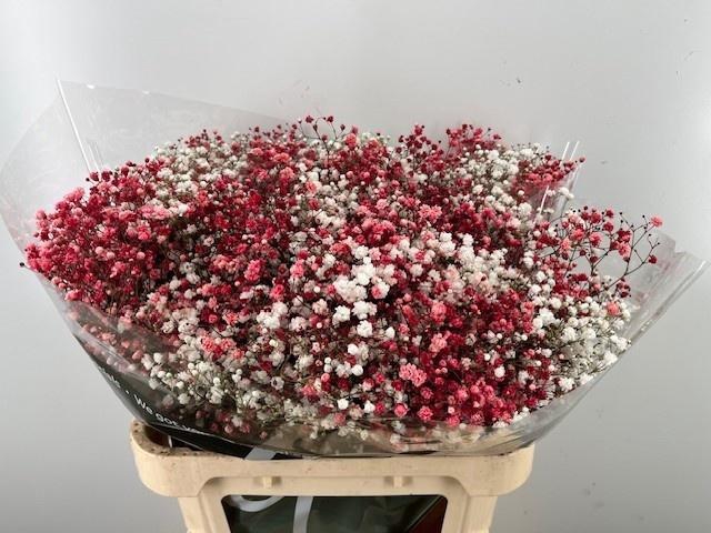 <h4>GYPS KLB H%</h4>