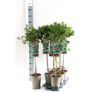 Ribes uva-crispa 'Hinnonmaki Rod'