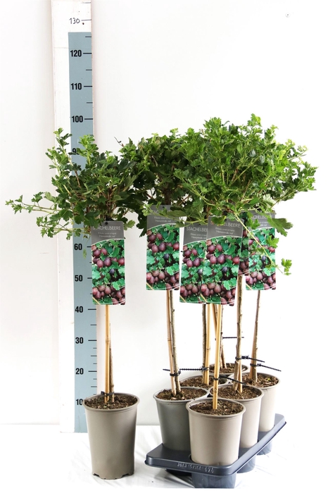 <h4>Ribes uva-crispa 'Hinnonmaki Rod'</h4>