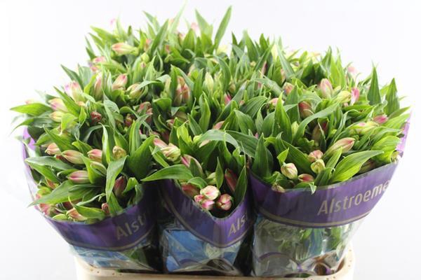 <h4>Alstr Avianna (l.rose)</h4>