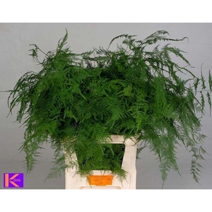 ASPARAGUS PLUMOSUS