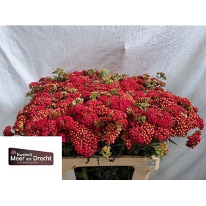 Achillea Paprika Meer en Drecht