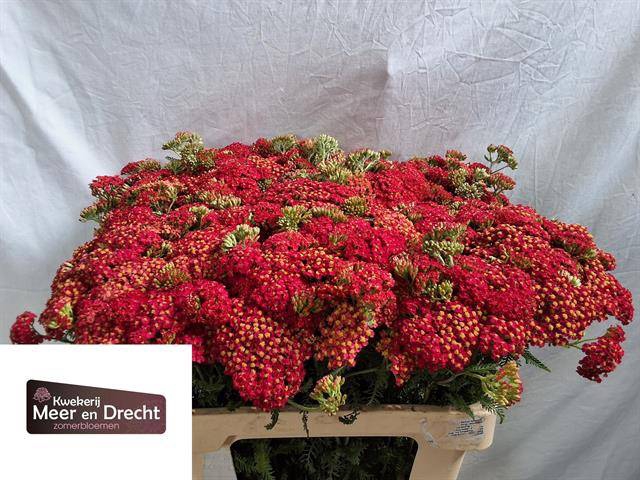<h4>Achillea Paprika Meer en Drecht</h4>