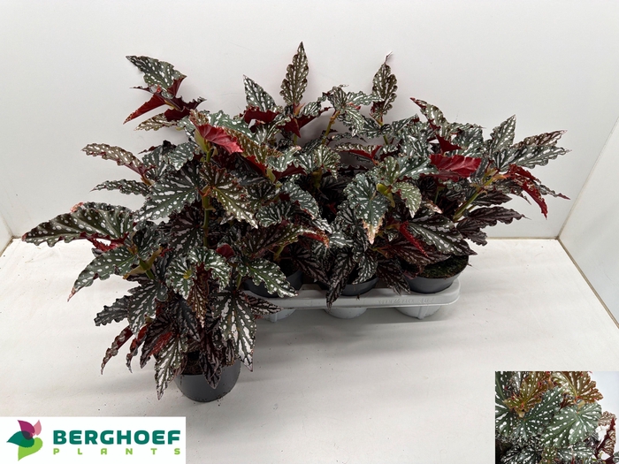 <h4>BEG MA SPOTL  DARK</h4>