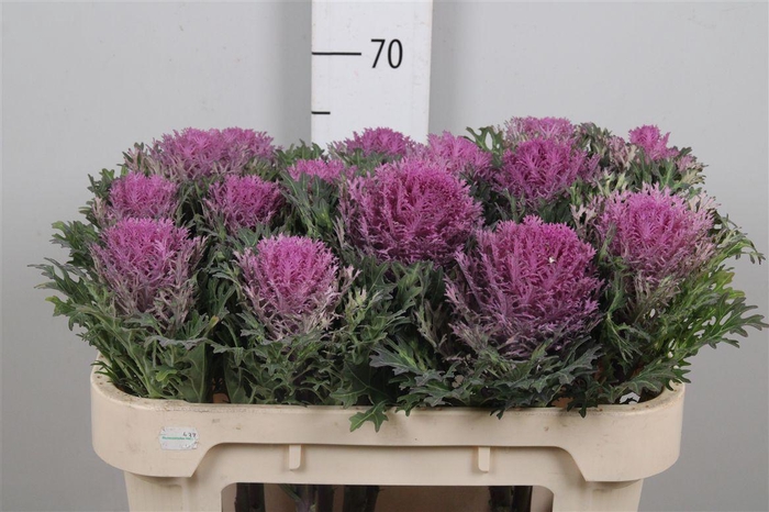 <h4>Brass Crane Queen</h4>