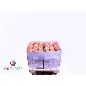 R Gr Princess Crown Ec