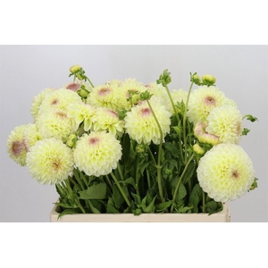 Dahlia Jowey Venite