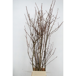 PRUNUS  SERRULATA PER STEM 220CM