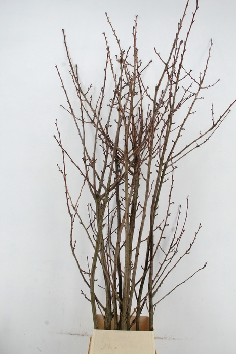 <h4>PRUNUS  SERRULATA PER STEM 220CM</h4>